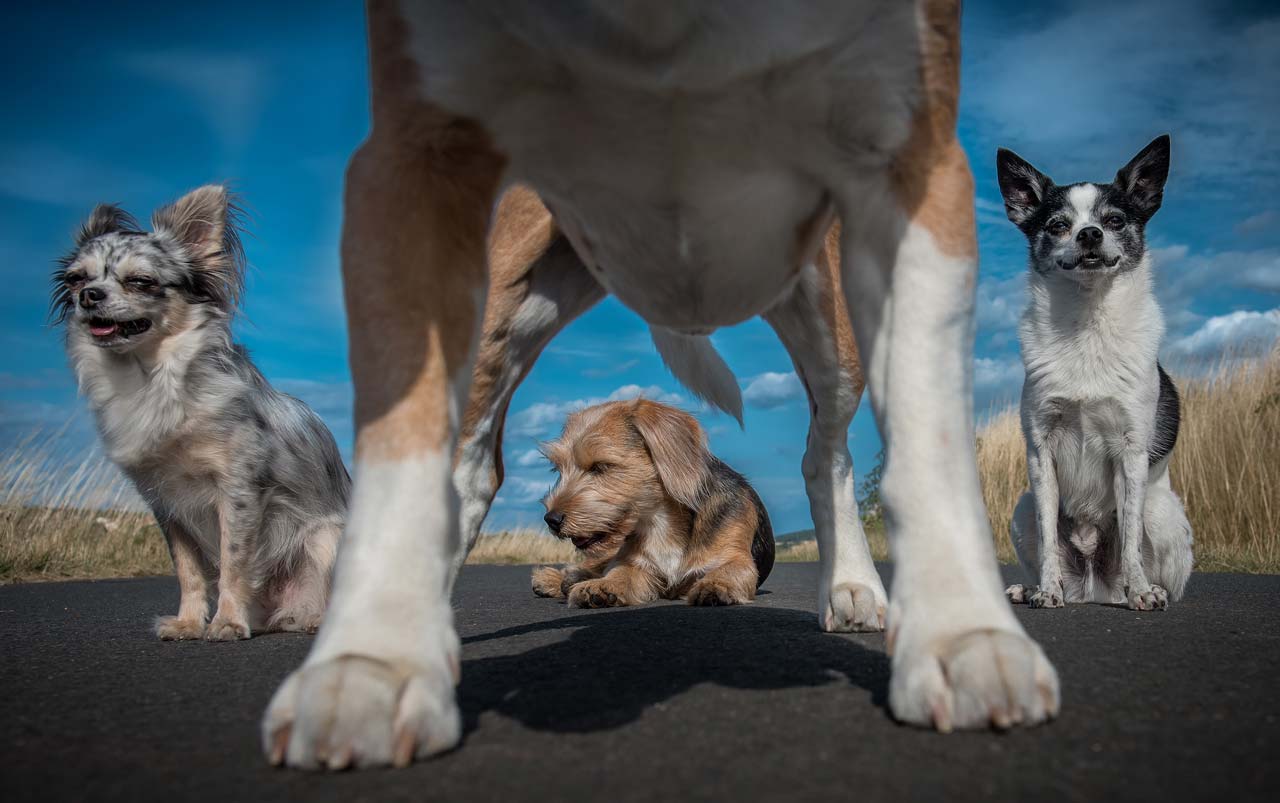 Kastration beim Hund